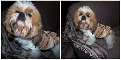 Jackie, um cachorrinho da raça Shih Tzu está desaparecido em Camaquã