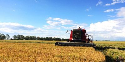 Produtores de arroz já colheram 11,3% da área semeada no RS