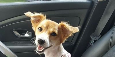 Donos procuram por cachorrinha que atende pelo nome de Cissa, em Camaquã