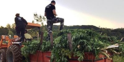 Polícia Civil localiza 1 hectare de plantação de maconha em Canguçu