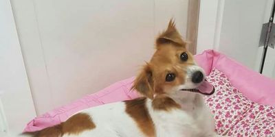 Continua desaparecida em Camaquã uma cachorrinha que atende pelo nome de Cissa