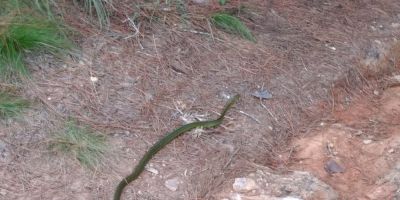Pelotão Ambiental captura cobra dentro de residência no bairro Floresta em Camaquã