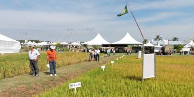 Hoje é o Dia do Arroz na 17ª Expoagro Afubra