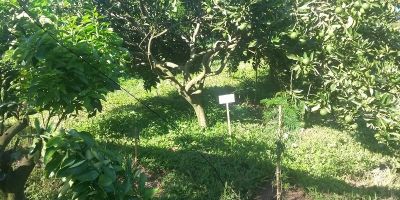 Procedimentos de certificação em sistemas agroflorestais são divulgados na Expoagro Afubra