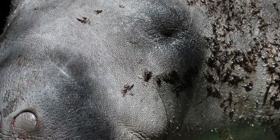 Peixe-boi é devolvido à natureza em Alagoas