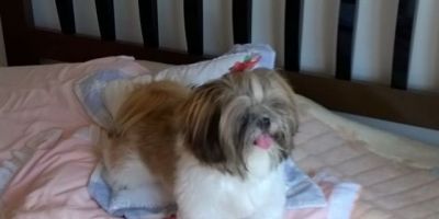 Cachorrinha da raça Shih-tzu que atende pelo nome de Bela está sumida em Camaquã