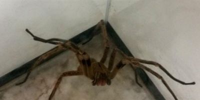 Pesquisa com veneno de aranha pode gerar remédio para disfunção erétil