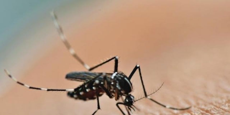 Repelentes estão disponíveis às gestantes beneficiárias do Bolsa Família em Camaquã