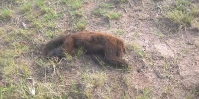 Bugios são encontrados mortos no Assentamento Boa Vista em Camaquã