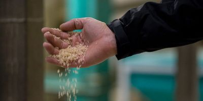 Comitiva de importadores de arroz chega ao país