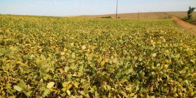 Safra de grãos de verão apresenta boa produtividade no RS