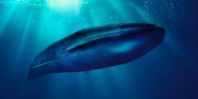 Origem do "desafio da baleia azul" é contestada pela imprensa russa