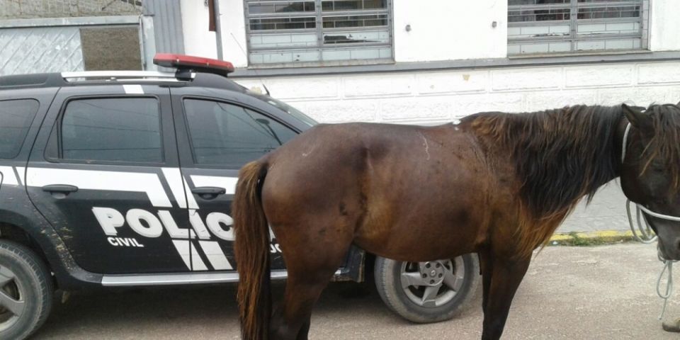 Polícia Civil recupera em Tapes cavalo furtado em Charqueadas