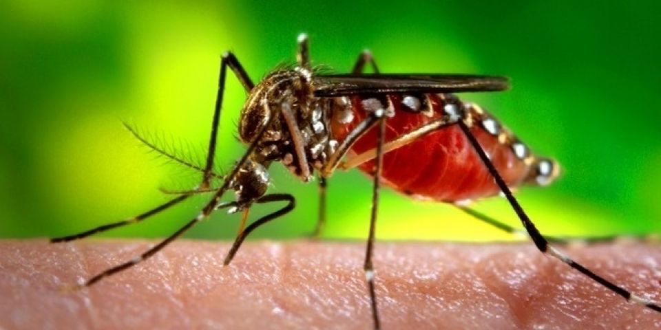 Fiocruz solta mosquitos de laboratório em Niterói para combate à dengue