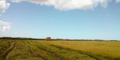 Produtores do RS já colheram 8,5 milhões de toneladas de arroz