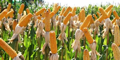 Está aberto o prazo para pedidos de milho e sorgo do Programa Troca-Troca de Sementes