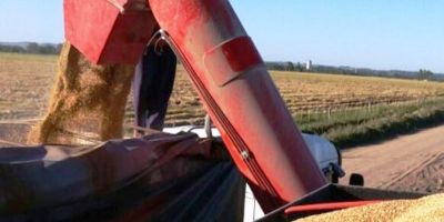 Falta pouco para encerrar a colheita do arroz no Rio Grande do Sul