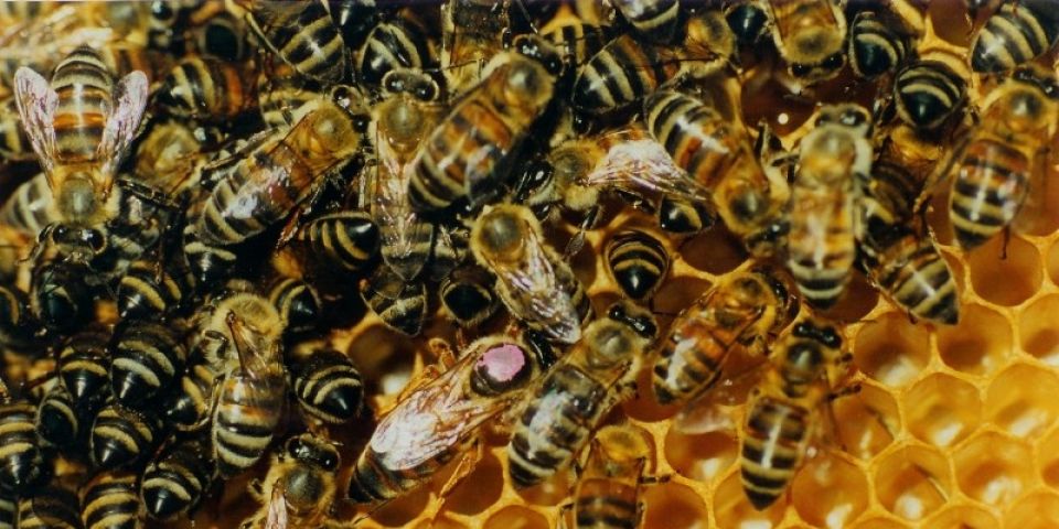 Mortandade de abelhas preocupa apicultores do Rio Grande do Sul
