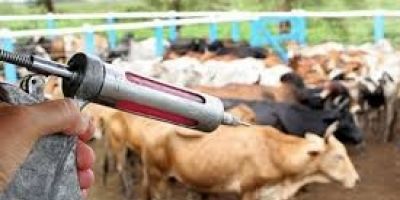 Encerra-se nesta sexta-feira o prazo para vacinação contra febre aftosa no RS