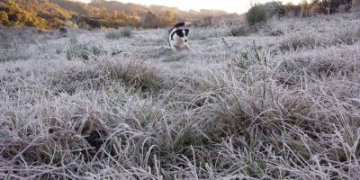 Leitora do Blog do Juares registra belas fotos da geada que caiu em Dom Feliciano