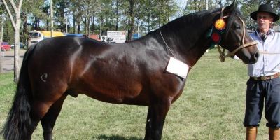 Morre cavalo Equador de Santa Edwiges, reprodutor que valia cerca de R$ 7 milhões