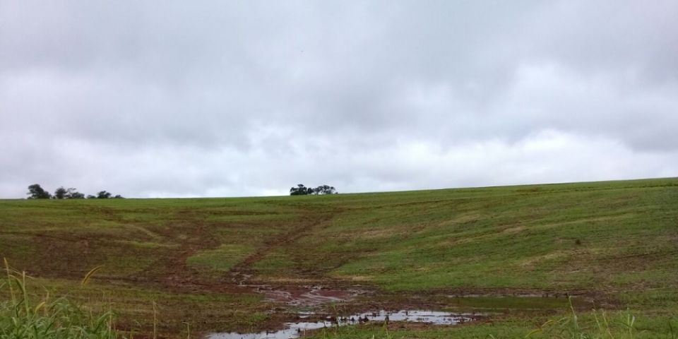 Plantio do trigo alcança 53% da área prevista no Rio Grande do Sul