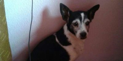 Procura-se por Pink, cachorrinha desaparecida no bairro Olaria em Camaquã