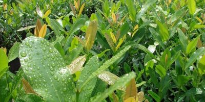 Horto Municipal de Camaquã produz mudas de diversos tipos de plantas para venda