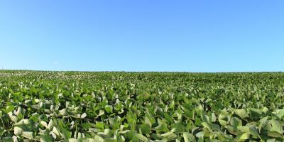 Irga promove encontro sobre produção de soja em terras baixas na região Sul