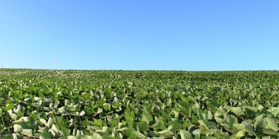Irga promove encontro sobre produção de soja em terras baixas na região Sul