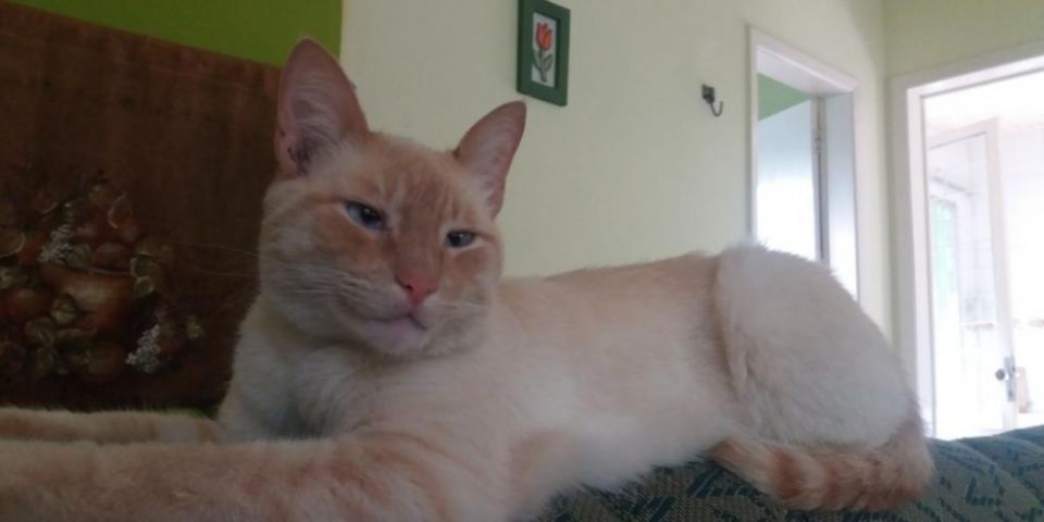 Gato que atende pelo nome de Romeu está desaparecido em Camaquã