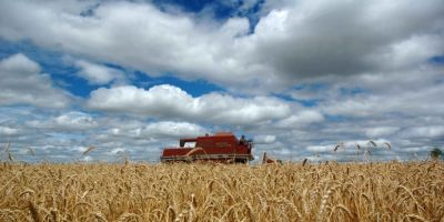 Clima seco e temperaturas elevadas reduzem área cultivada de trigo no RS