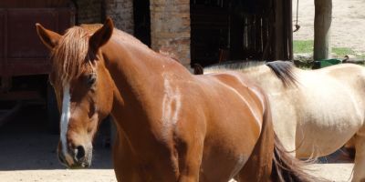 Cavalo da raça Crioulo está desaparecido em Camaquã