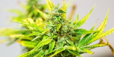 Uruguai começa a vender maconha de uso recreativo em farmácias