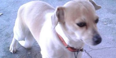 Doa-se uma cachorrinha em Camaquã