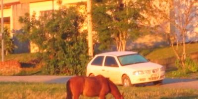 Moradora de Sentinela do Sul reclama de prejuízos causados por cavalos soltos em praça pública 