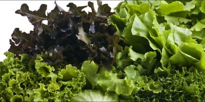 Ocorre em Camaquã o curso de Produção de Hortaliças-Básico