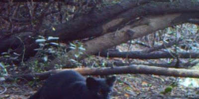 Pelotas - armadilha fotográfica captura imagens de espécie ameaçada de extinção