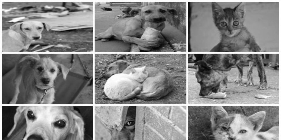 Dia 23 ocorre audiência pública em Cristal para tratar sobre cães e gatos e a prestação de serviços públicos