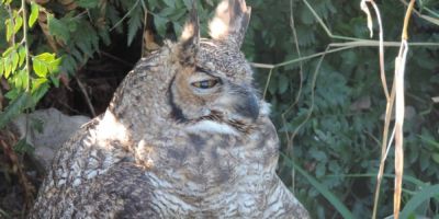 Camaquã - jacurutu ferido ganha nova chance após resgate na BR-116