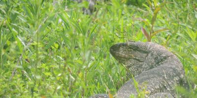 Monitoramento de répteis contabiliza 13 espécies no entorno da BR-116/RS