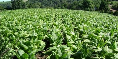 Produtor de tabaco está posicionado nas classes econômicas mais altas, aponta pesquisa da UFRGS