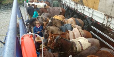Oitavo dia da jornada da cavalgada: cavalarianos fazem nesta quinta 36 km com a Chama Crioula