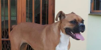 Cachorra da raça Boxer desaparecida em Camaquã