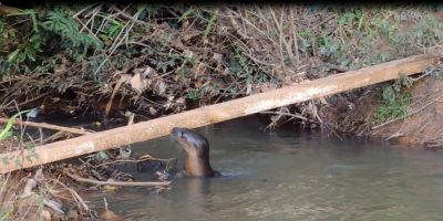 Tapes - lontras são flagradas durante atividade da Gestão Ambiental