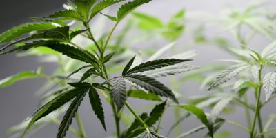 Uruguai autoriza venda de remédios derivados da maconha em farmácias