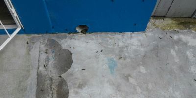 Casa é infestada por "cabeludos" na Cohab em Camaquã