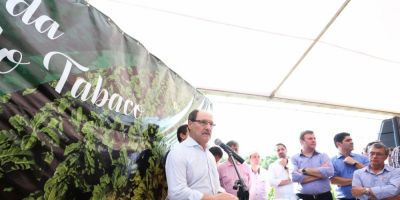 VÍDEO: colheita do tabaco é aberta oficialmente no RS com expectativa de mais de 300 mil toneladas