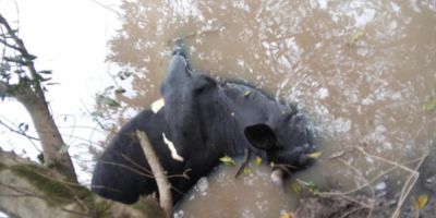 Abigeatários atacam propriedade no Banhado do Colégio em Camaquã