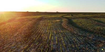Semeadura atinge 57% da área de plantio de arroz prevista no estado